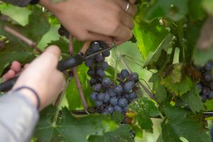 Buglioni_Teambuilding_GreenThesis_Ottobre_22-134