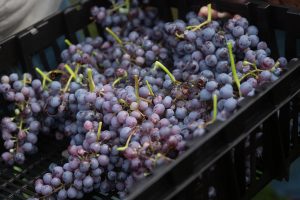 Buglioni_Teambuilding_GreenThesis_Ottobre_22-137